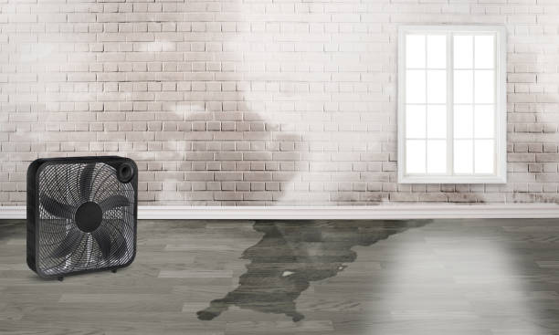 Best Water damage contractors near me  in Diamond, IL